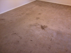 Before Cleaning