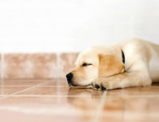Tile and Grout Cleaning