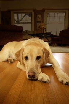 hardwood floor flooring bamboo cleaning wood dog professional pets inspirational tips floors clean carpet lying broom bristle